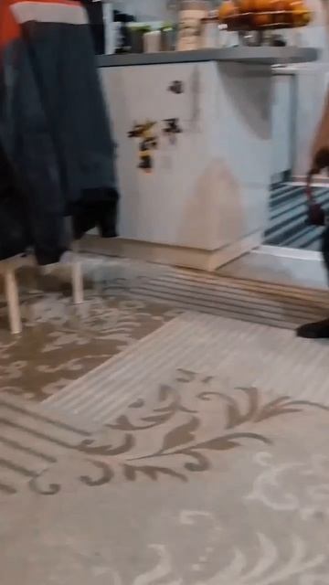 Рокки катается по паласу