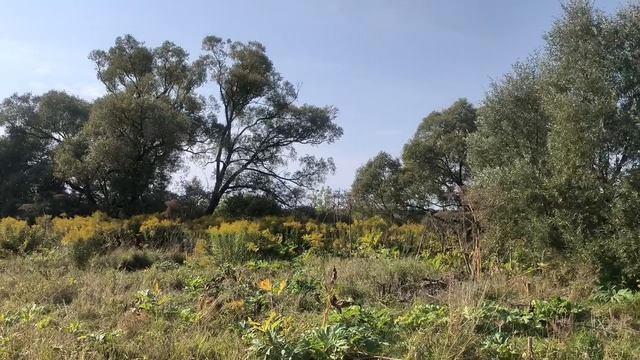 Поле