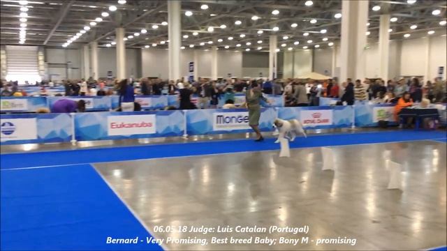 Евразия 2018. Пиренейский мастиф - Eurasia 2018 Pyrenean mastiff www.fromaragon.ru