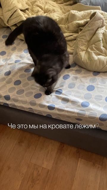 Ишь чё удумал 🙀