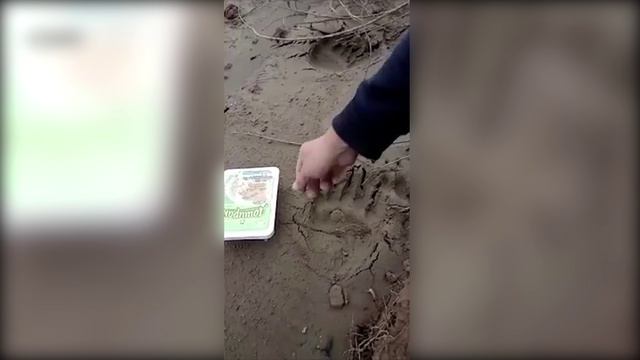 Медведи все чаще выходят к людям