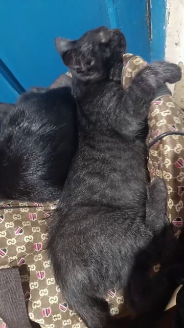 Котики спят 😍