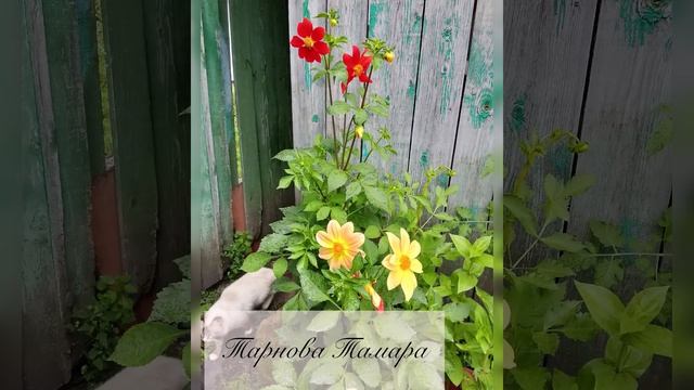 Еловка Акция 