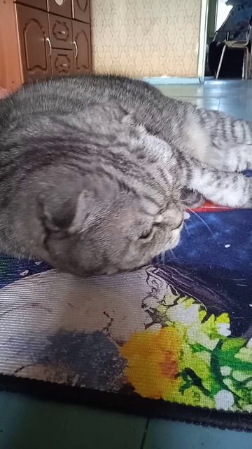 Вислоухий шотландский кот Мотя! Август, 24, Сибирь! Пора лежать на коврике!