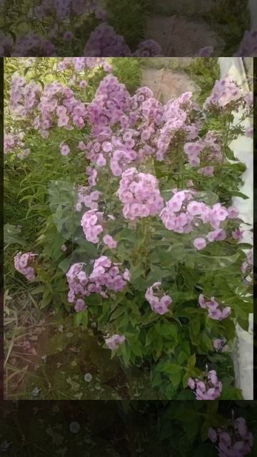 Ровное. Акция  