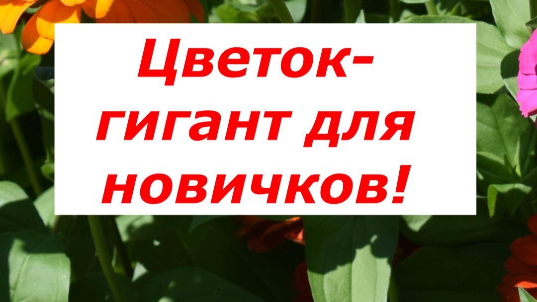 Соседи обзавидуются! Цветок-гигант, который посадит даже ребенок!