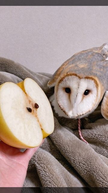 Обознался 🦉