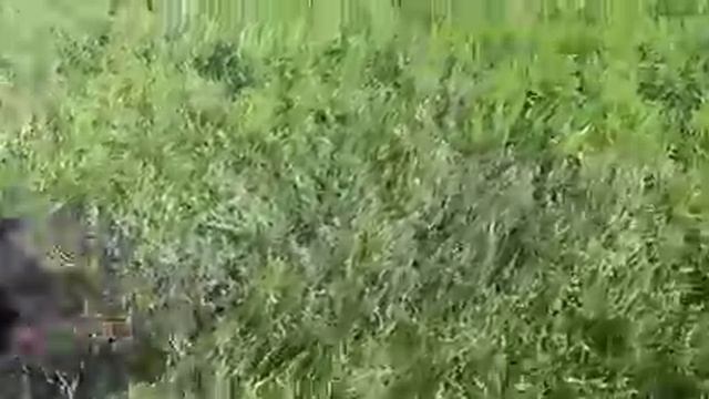 Роман-Кош Урсол на травке в Сочи