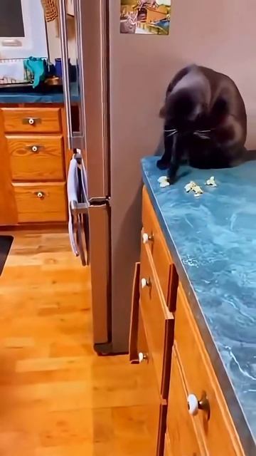 Funny CAT Moments 😂😂 Episode 12530 #funnycats #cats #funnyanimals #petsofinsta