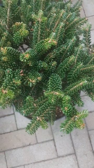 ❤🌲Пихта корейская Оберон
✔Продажа растений в макс и телеграм канале: Https://t.me/love_is_hvoiny_dvo