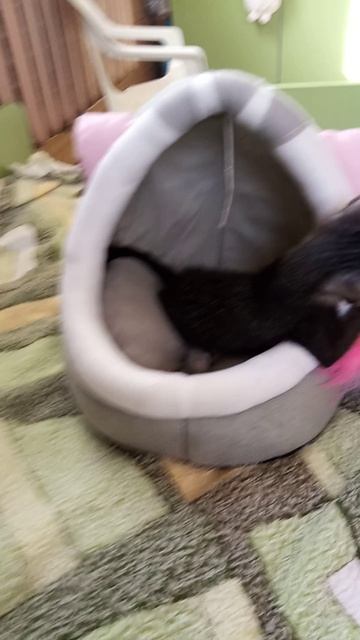 у нас появился котик Ким!