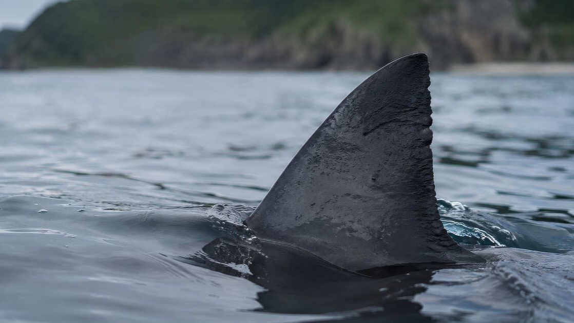 Акулы и тунцы могут завестись в Черном море из-за глобального потепления