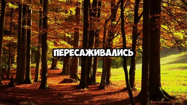 Наглая свекровь устроила свадьбу за мой счёт. Моя месть оставила их с долгом в полмиллиона!