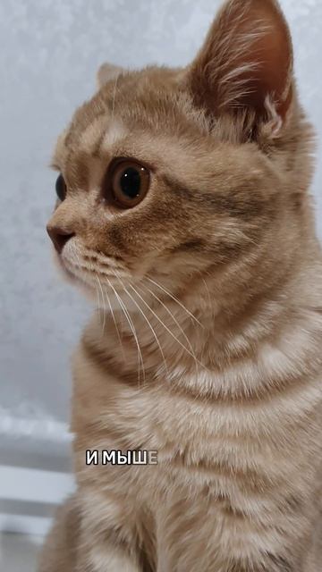 😸