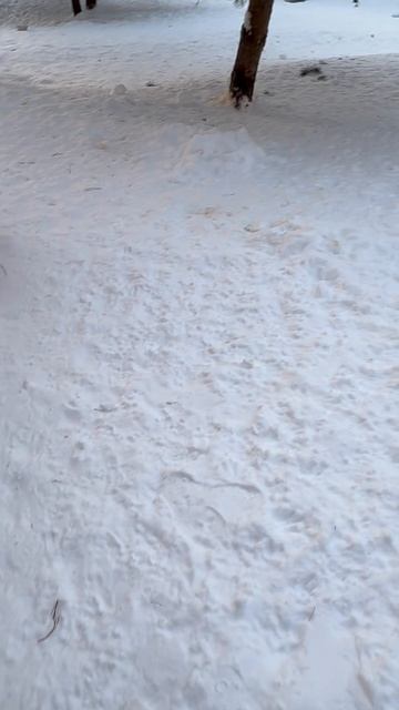 Один из ЗИМНИХ дней A WINTER day
