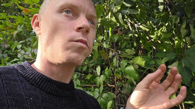 ГУЛЯЮ В ОГОРОДЕ