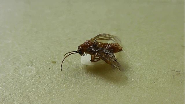 Nematinus Steini (ольхорез штейна)