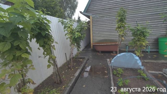 7 соток. Дождь. Собираю урожай и навела порядок в доме. Хроника 23 августа 2026 год