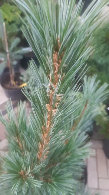 ❤🌲Сосна гибкая Вандервульф Пирамид
✔Продажа растений в макс и телеграм канале: Https://t.me/love_is_