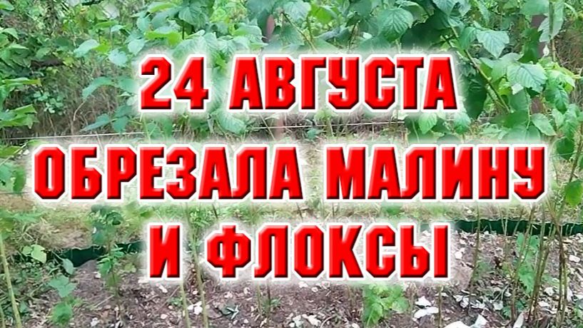 24 августа. Обрезала флоксы, малину
