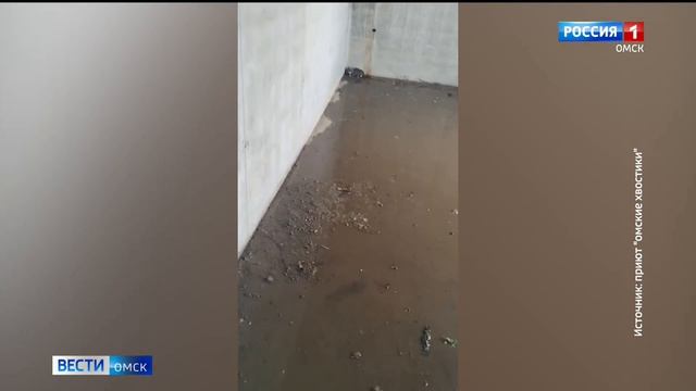 Шипит и забивается в угол. Репортаж Вести-Омск | Мася