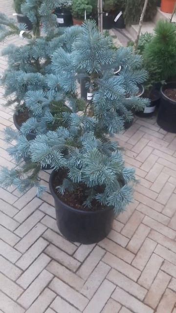 ❤🌲Пихта Субальпийская Аризоника 
✔Продажа растений в макс и телеграм канале: Https://t.me/love_is_hv
