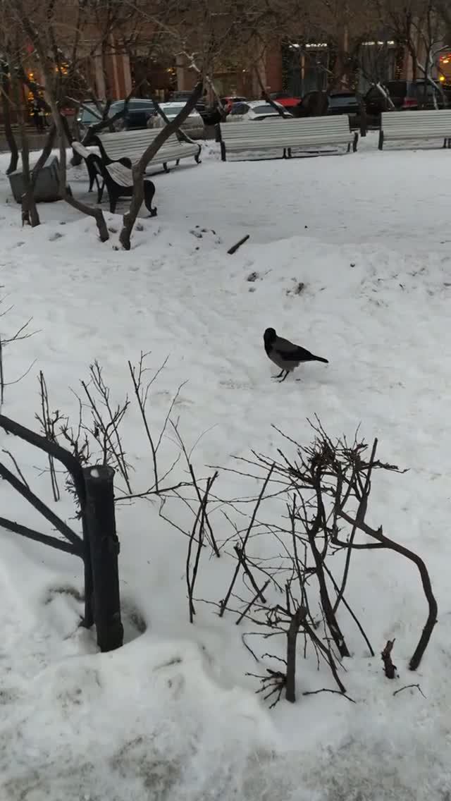 Чёрный ворон! Каркнет ворон - Nevermore! - по Эдгару По. Ленинград, Михайловский замок Фрагмент 2