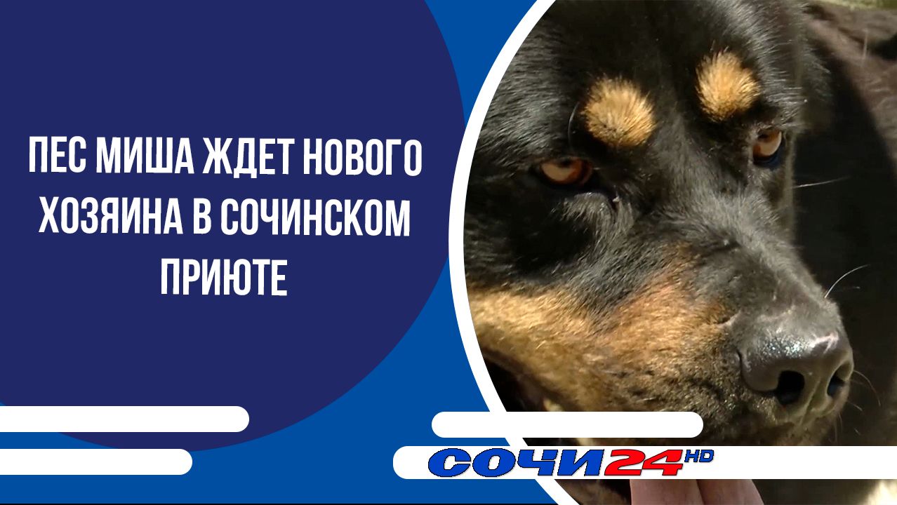 Пес Миша ждет нового хозяина в сочинском приюте