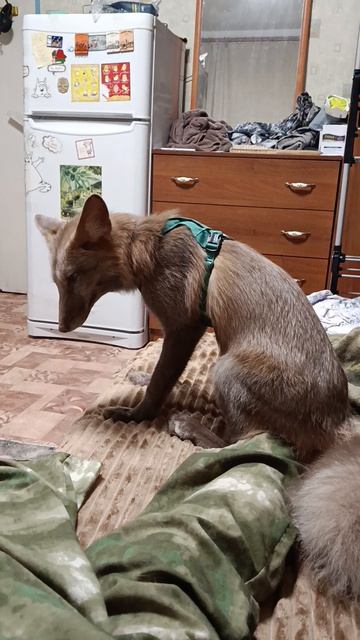 кеше очень удобно  остальное не важно