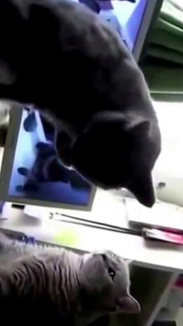 КОТЫ  Lustige_Katzen_spielen_backe_backe_Kuchen_-D_S