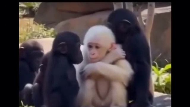 Ничего милее вы сегодня уже не увидите)Подписываемся 😉