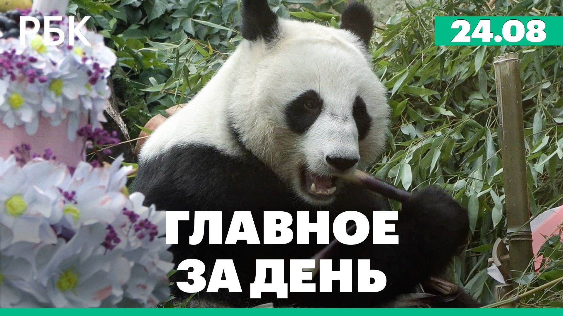 День рождения панды Катюши. Пашинян заявил, что будет доволен, если Армению исключат из ОДКБ