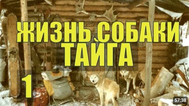 НА КРАЙНЕМ СЕВЕРЕ В ГЛУХОЙ ТАЙГЕ ЖИЗНЬ и СУДЬБА СОБАКИ ПРОМЫСЕЛ и ОТШЕЛЬНИКИ В ЛЕСУ 1 [get-save.com]