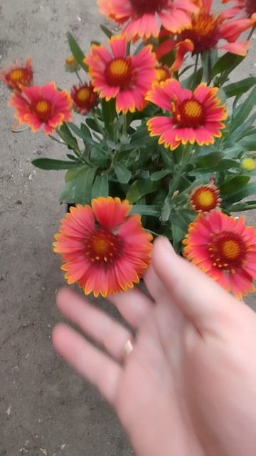 ВОТ УМНИЧКА!!! Гайлардия!