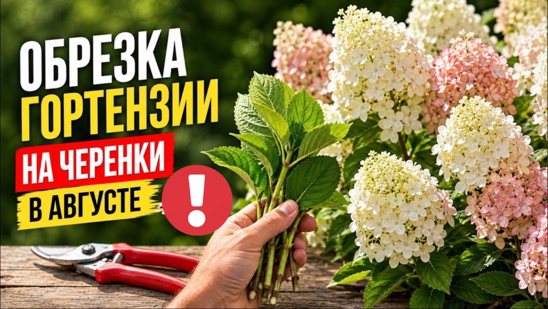 Обрезка метельчатой гортензии на черенки в августе: выживаемость 100