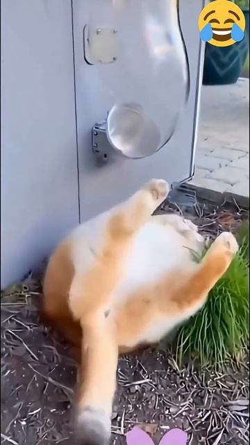 Cats 😂