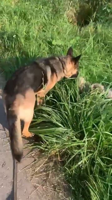 🌿 Наша овчарка Искра 🌸 дома🏠❗Пост в описании 🎥  #dog #собака #овчарка #animals #любовь