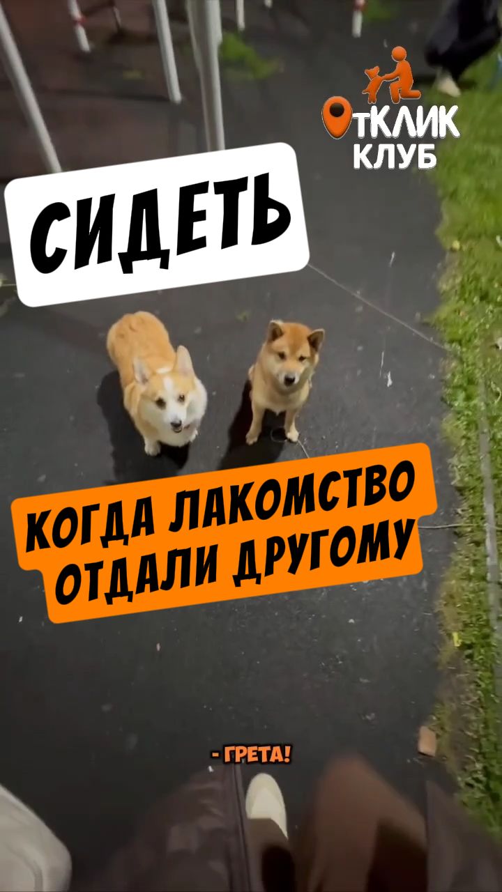 Сидеть, когда лакомство отдали другому