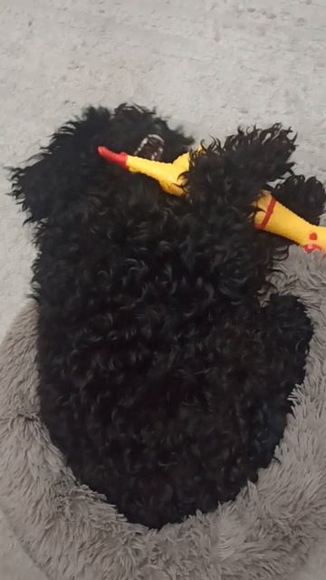 Собака и её игрушки. Айза любит играть.