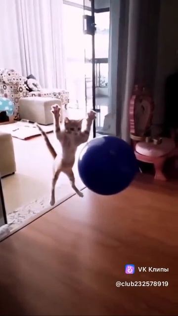 Кошачьи обломы