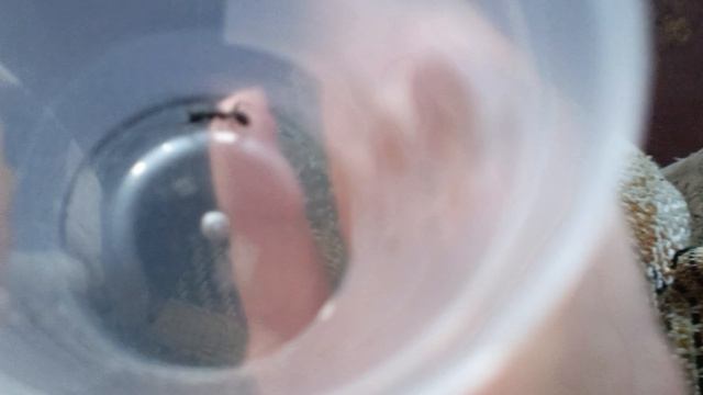 Нашел большого и интересного муравья вида Camponotus Vagus