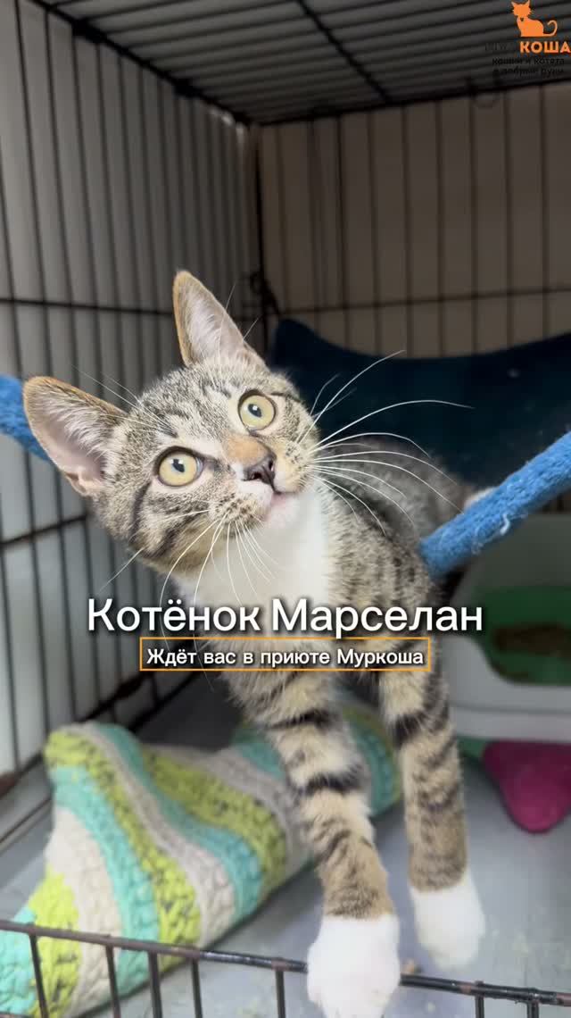 Марселан ждёт вас в приюте #Муркоша