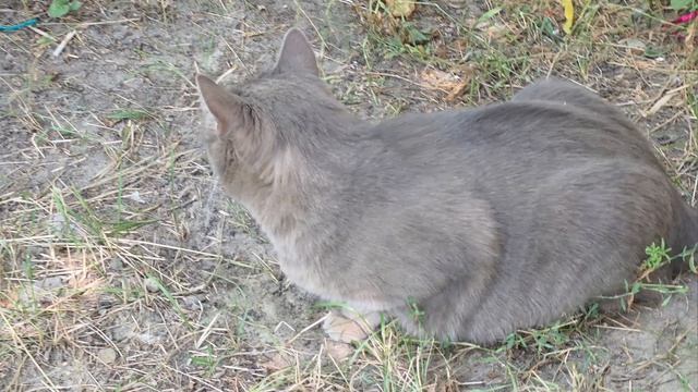 Коржик ищет друзей...
