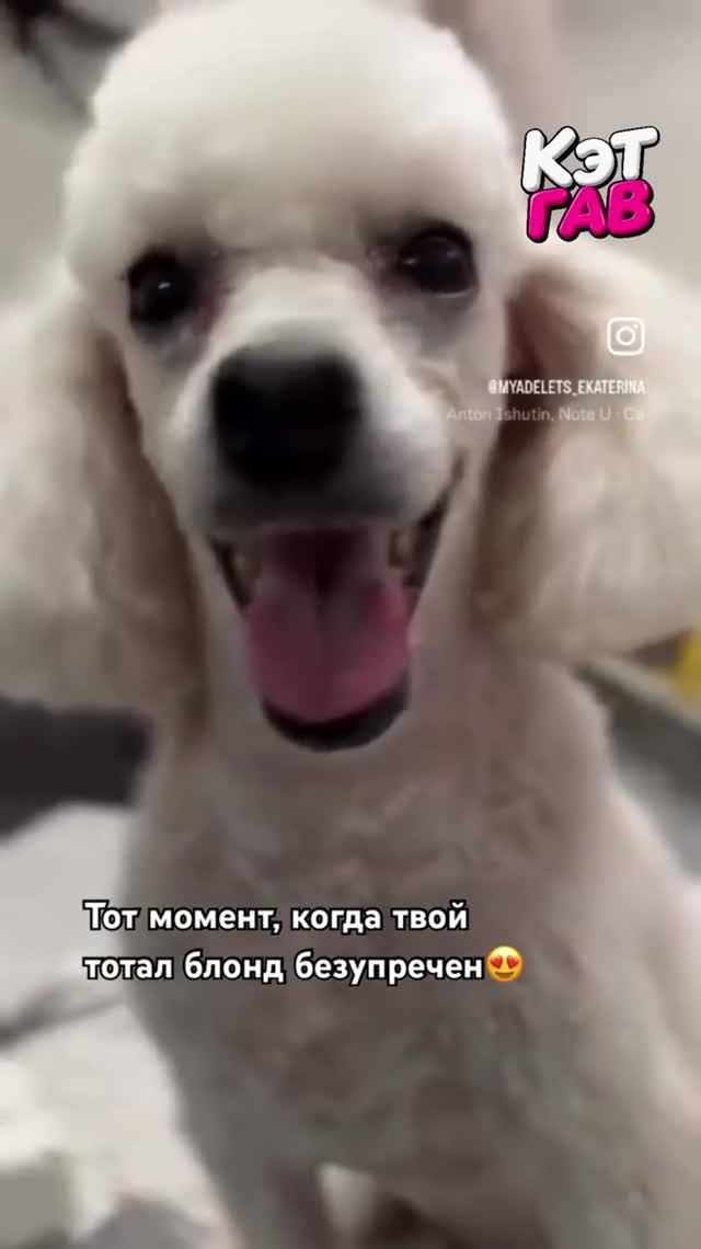 Истинная блондинка