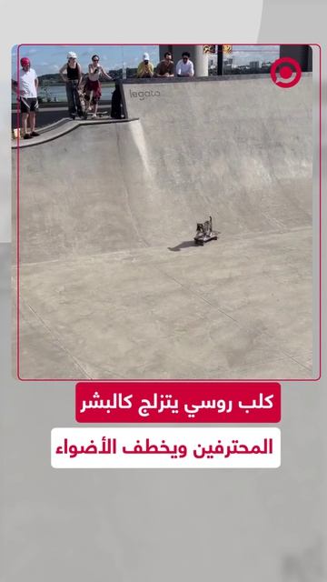 لقطات طريفة لكلب روسي يتزلج ببراعة تشبه البشر، يعرف متى يزيد السرعة، كيف يتعامل