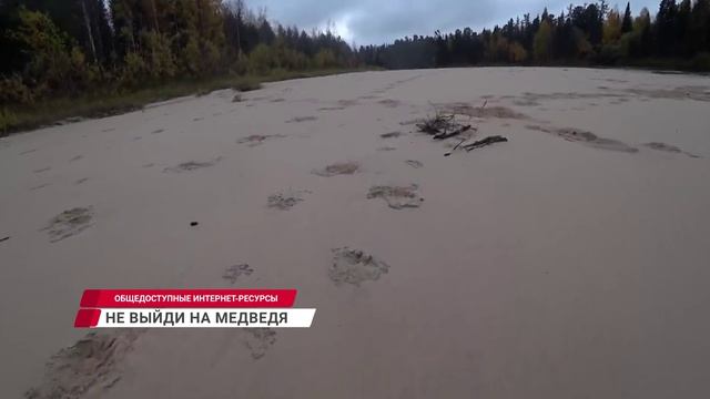 Как уберечься от медведя в лесу?