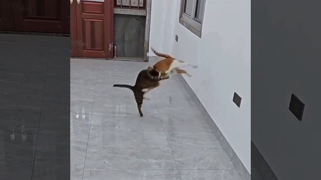 Пушистый каратист