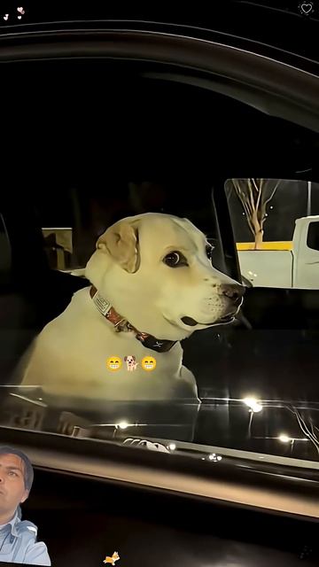 Dog Lovers ❤️ #dogshorts #funnyshorts