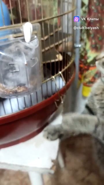 Не хочет общаться🐭