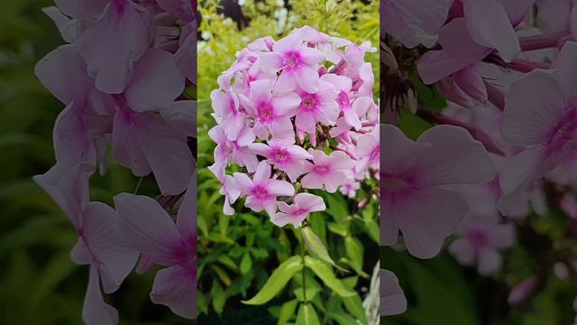 Летние зарисовки. Цветы. Кошки. Букашки. Дыня. Арбуз